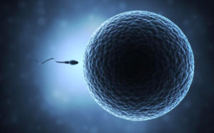 Ricostruzione artistica di uno spermatozoo e un ovocita.