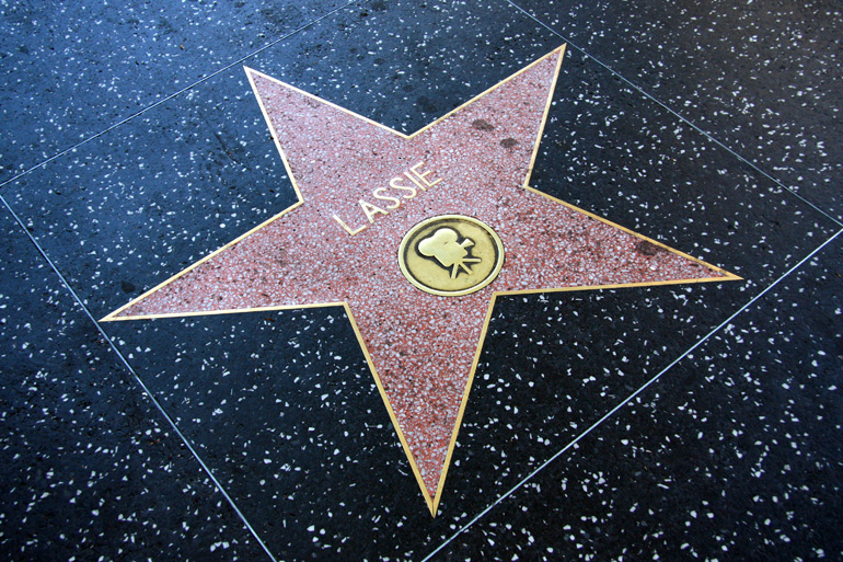Fotografia della stella di Lassie sulla Walk of Fame di Los Angeles. Fonte: https://flic.kr/p/6CzAVs
