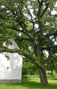 Fotografia dell'albero di Rascal alla casa natale di Sterling North a Edgerton, Wisconsin. Courtesy of John Foust.