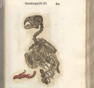 Pagina dalle opere a stampa di Ulisse Aldrovandi (fotografia: Michelangelo Setola).