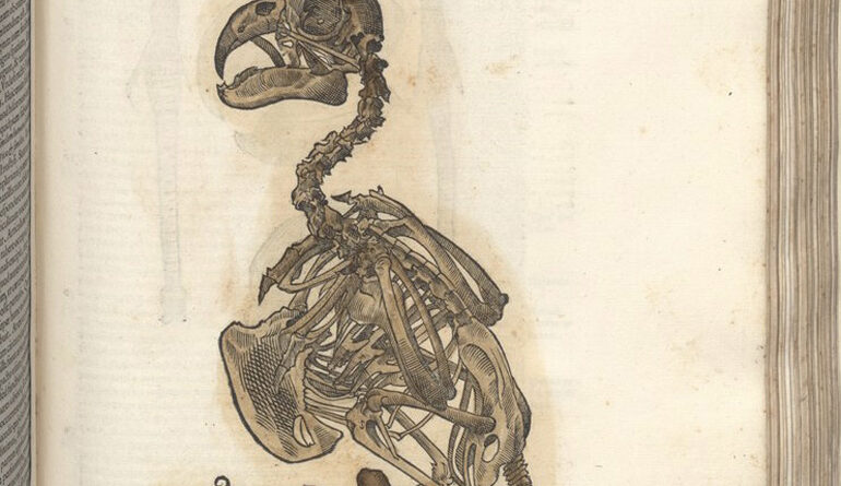 Pagina dalle opere a stampa di Ulisse Aldrovandi (fotografia: Michelangelo Setola).