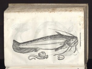 Pagina dalle opere a stampa di Ulisse Aldrovandi (fotografia: Michelangelo Setola).