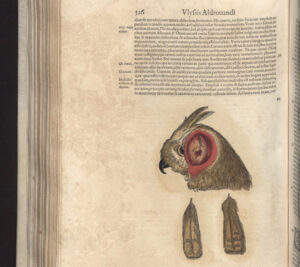 Pagina dalle opere a stampa di Ulisse Aldrovandi (fotografia: Michelangelo Setola).